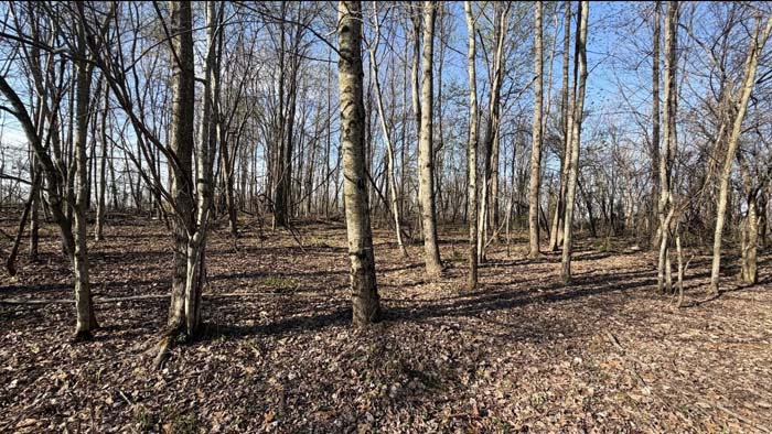 Open timber stand hunting property