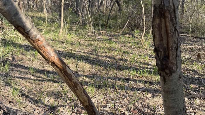 Power line clearing food plot area
