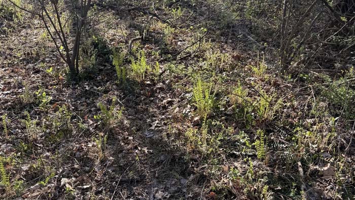 Private wooded acreage southern Ohio
