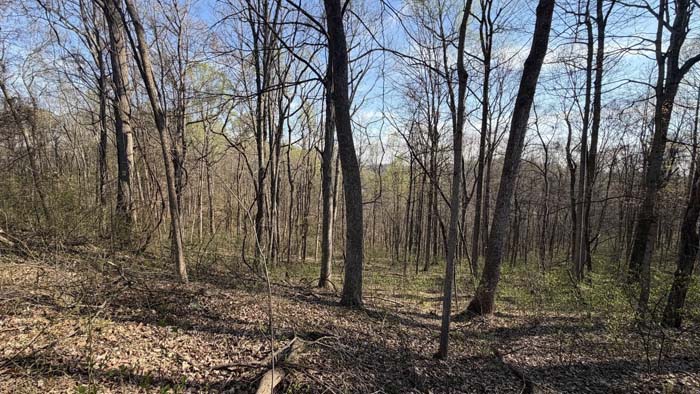 Forest land with natural browse Ohio