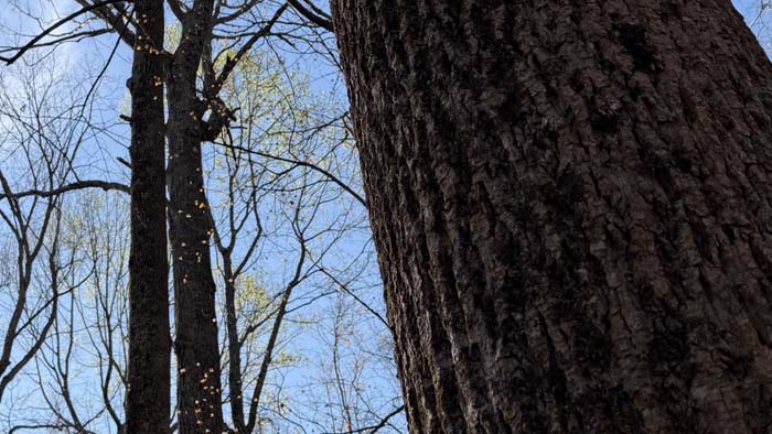 Deer hunting property Scioto County