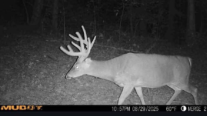 Wooded hunting land Lucasville Ohio