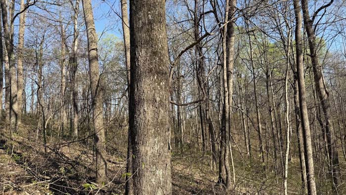 Wooded land near Portsmouth Ohio