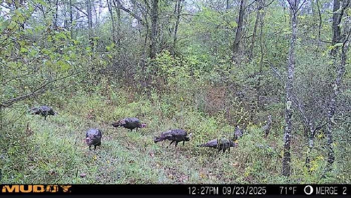 Mature timber Ohio land for sale