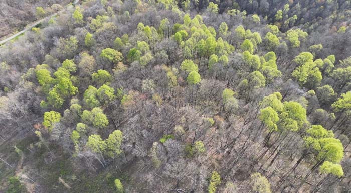 Whitetail habitat wooded Ohio land