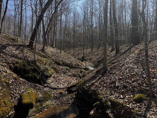 Turkey flock captured on trail camera