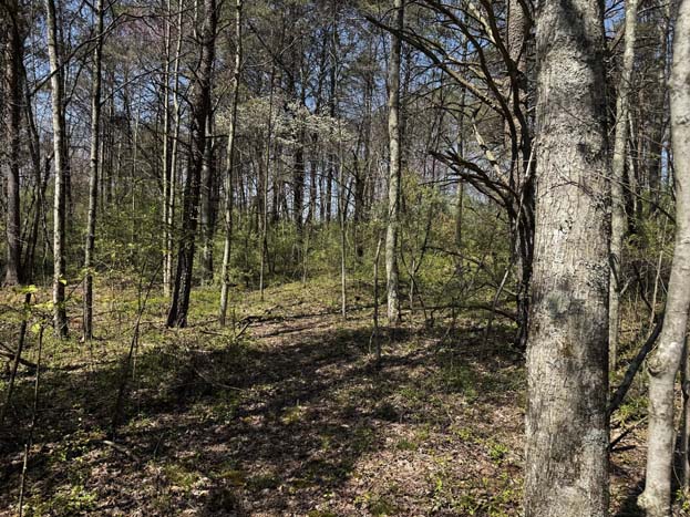 Dense hardwood timber with oak trees