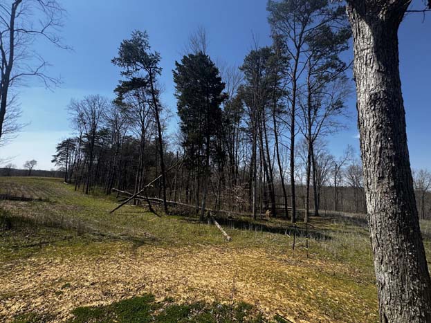 Cleared area for potential build site