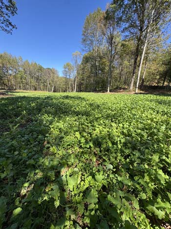 Field bordered by mature hardwood trees