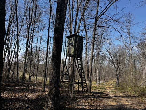 Timber stand with clear shooting lanes