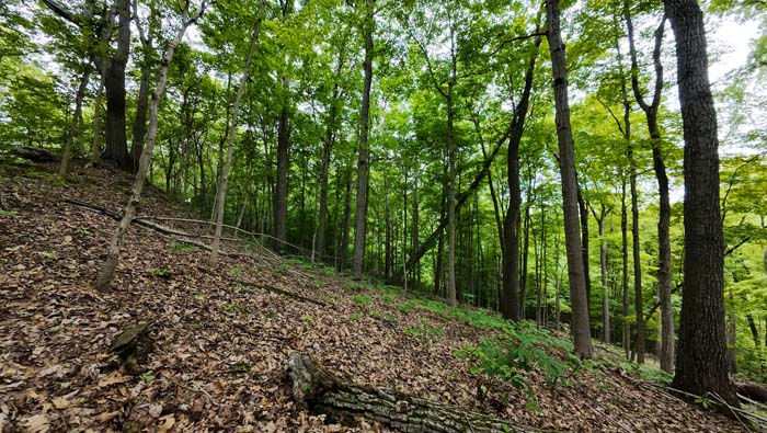 quiet forest floor