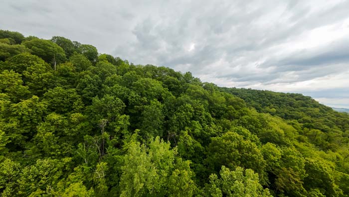 private wooded road