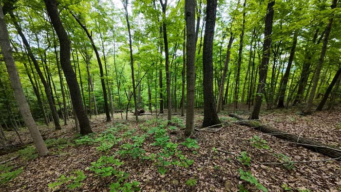 clear area with trees
