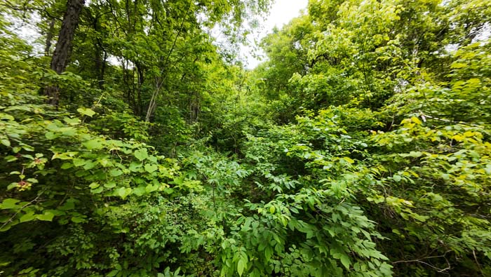 ridge view on property