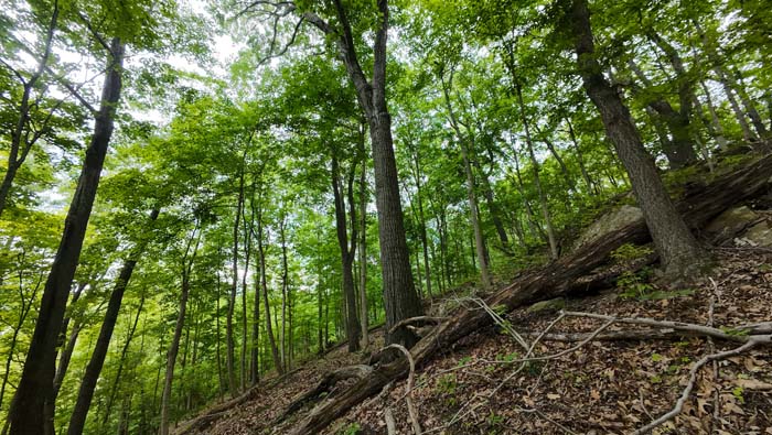 forest interior with oaks
