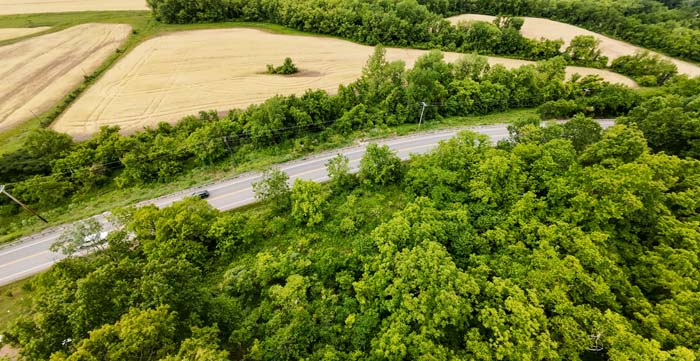 mature hardwood trees