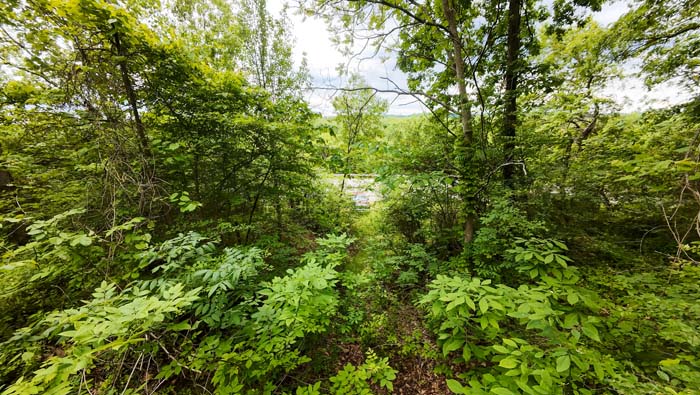 dense forest edge