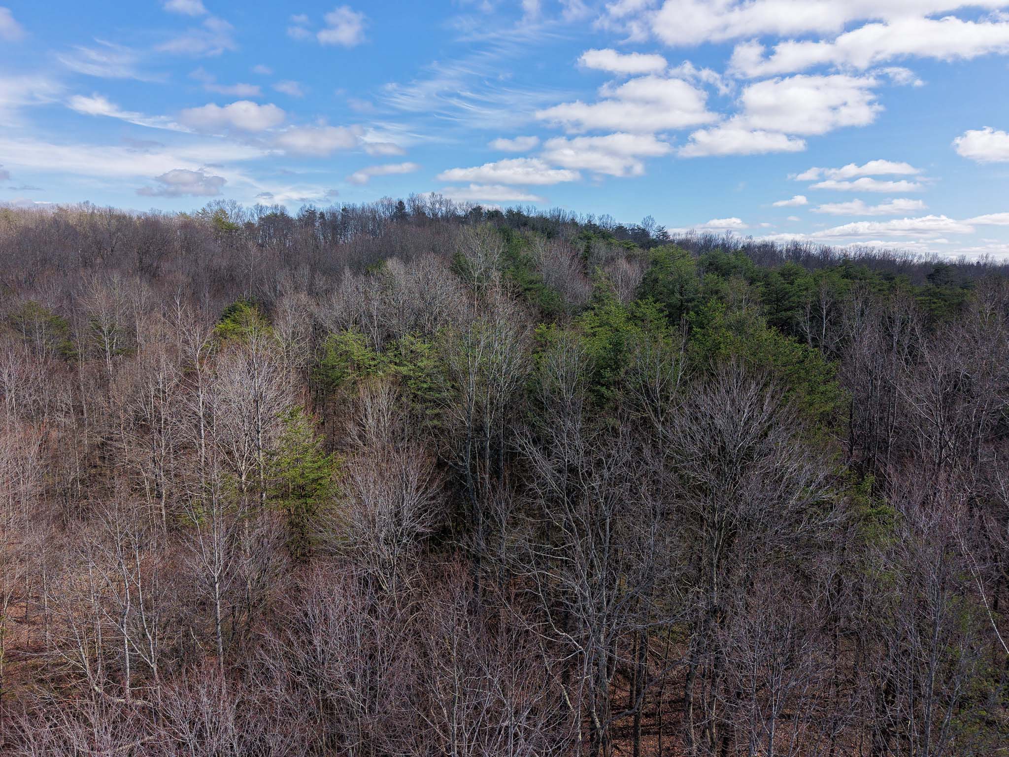 Forest path through mixed timber