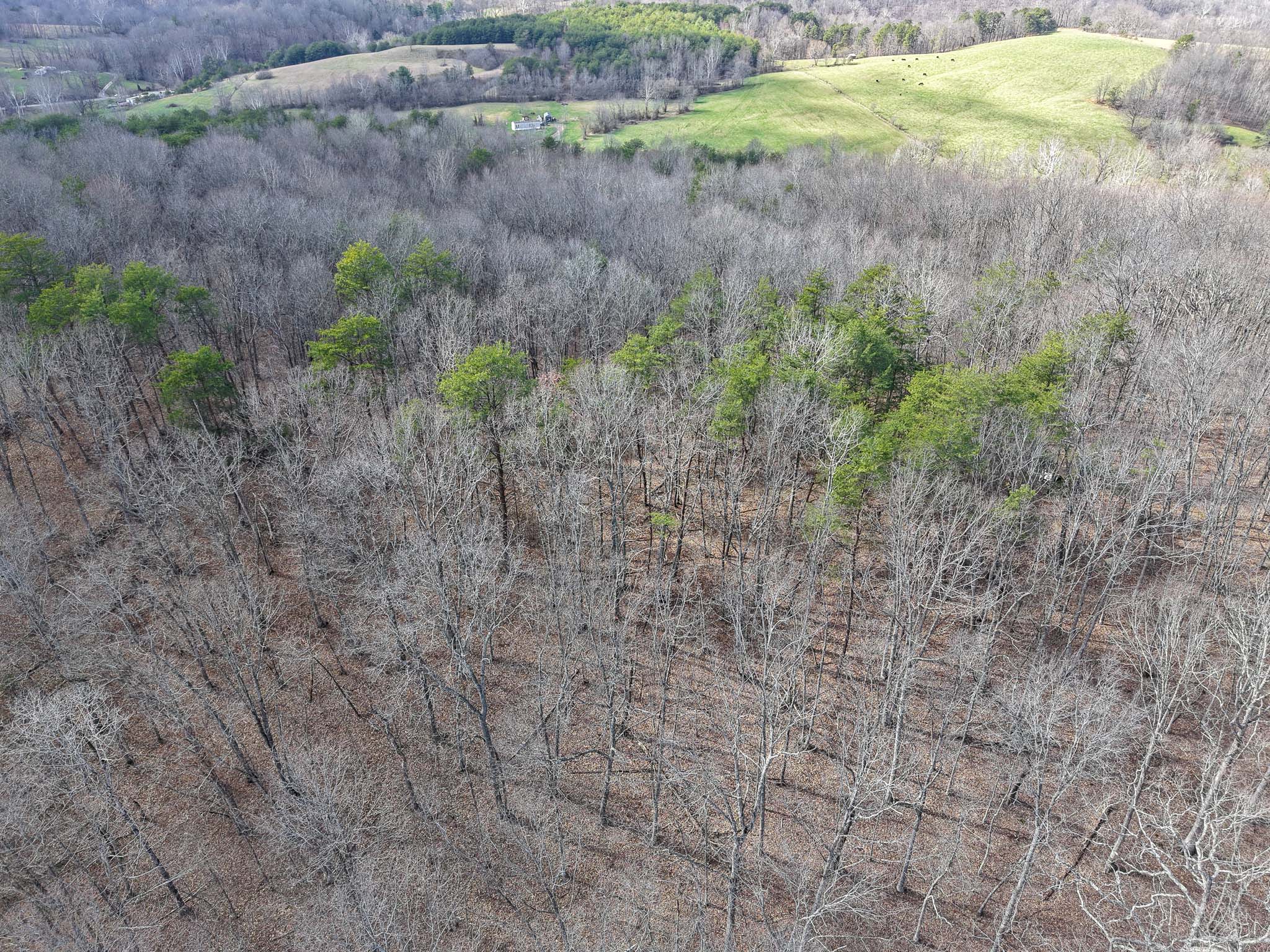 Mature trees across build ready acreage