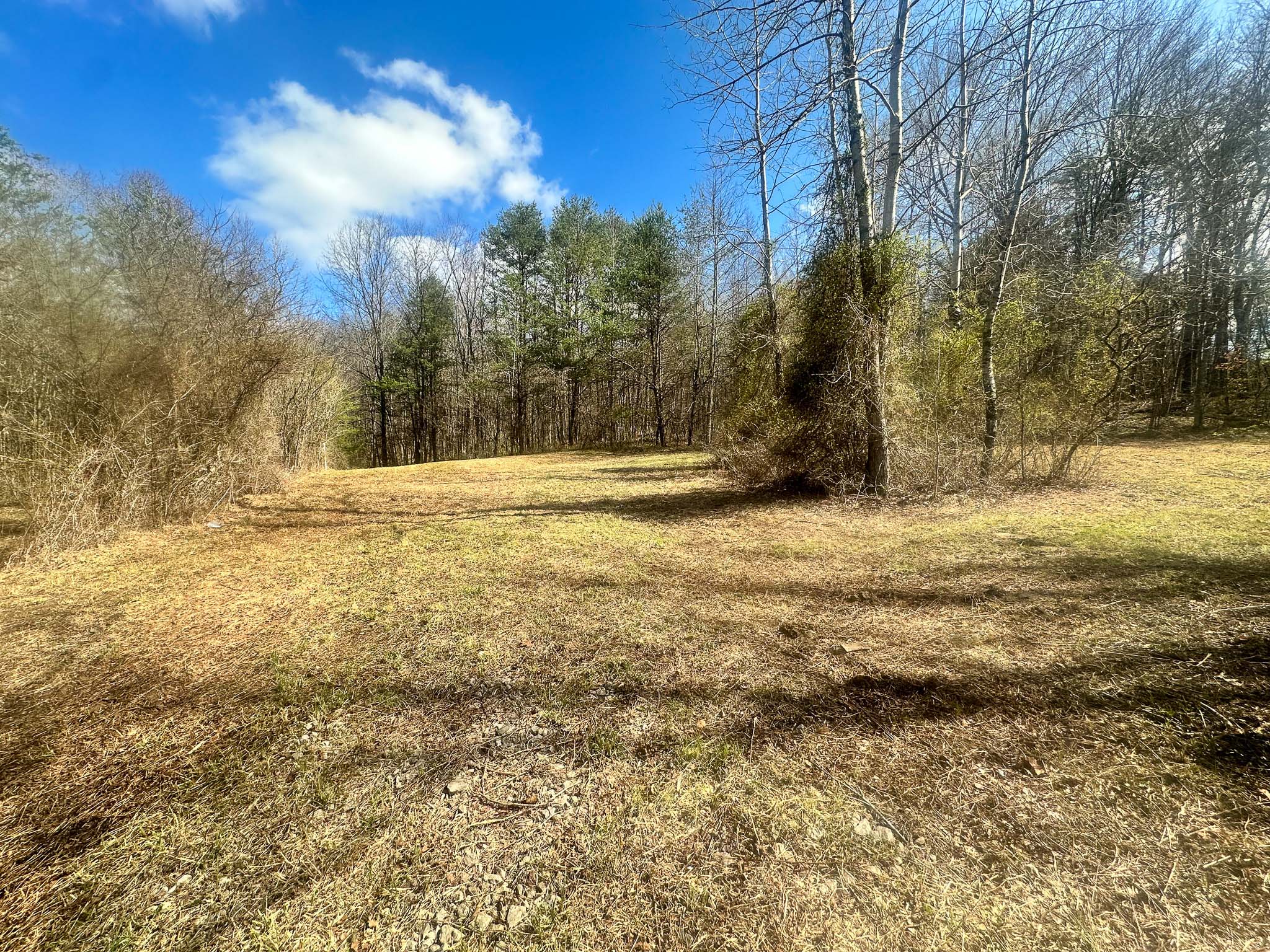 Wooded ground with gentle elevation change