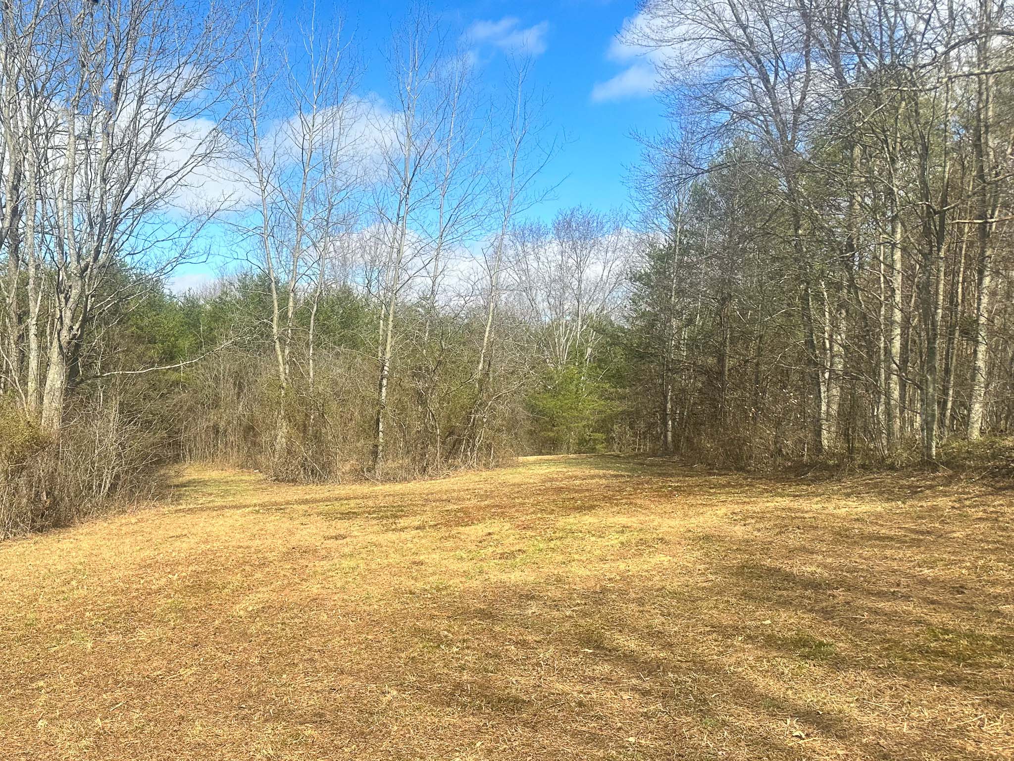 Small stream crossing through wooded land