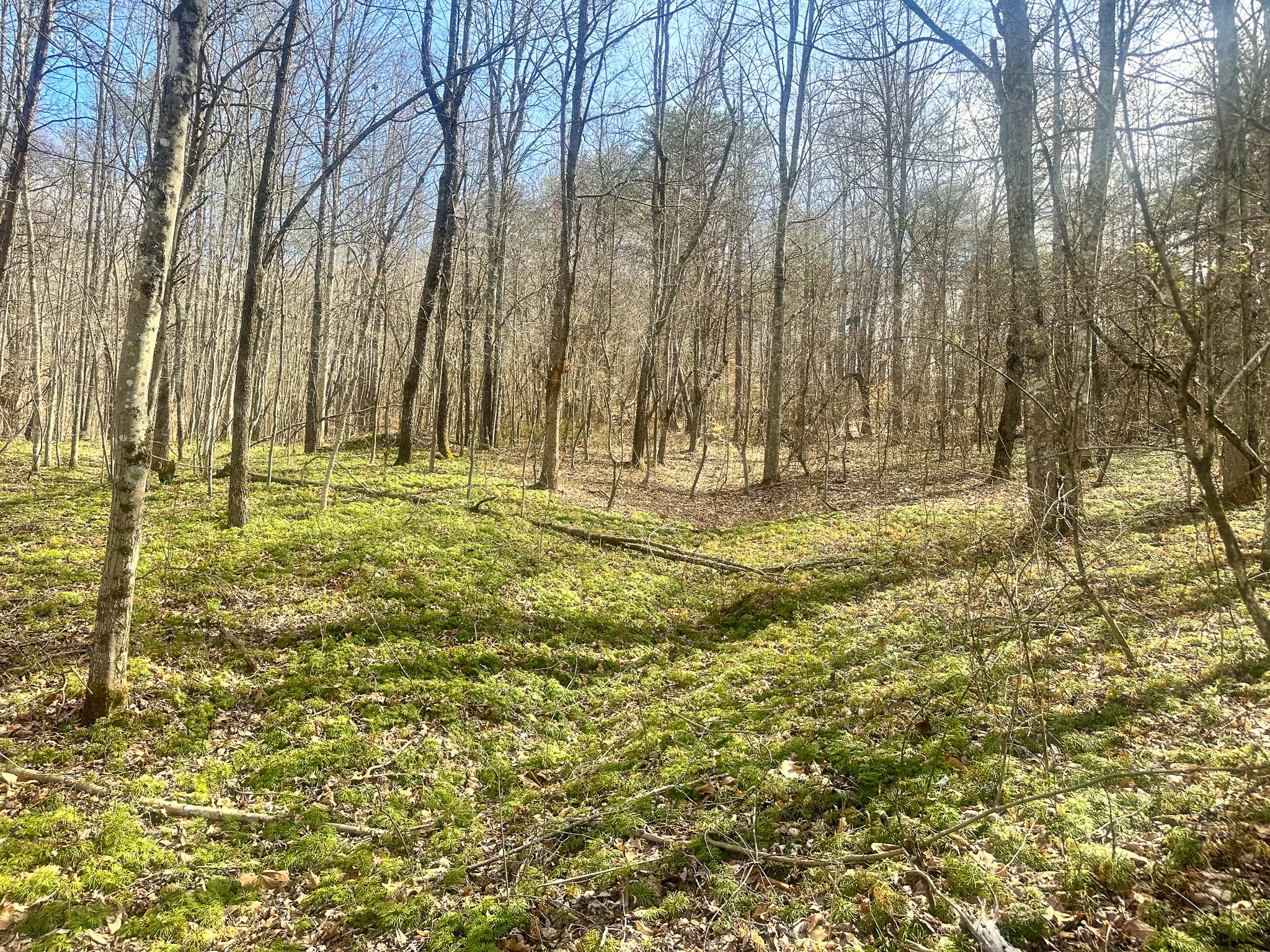 Mixed woods near cabin site