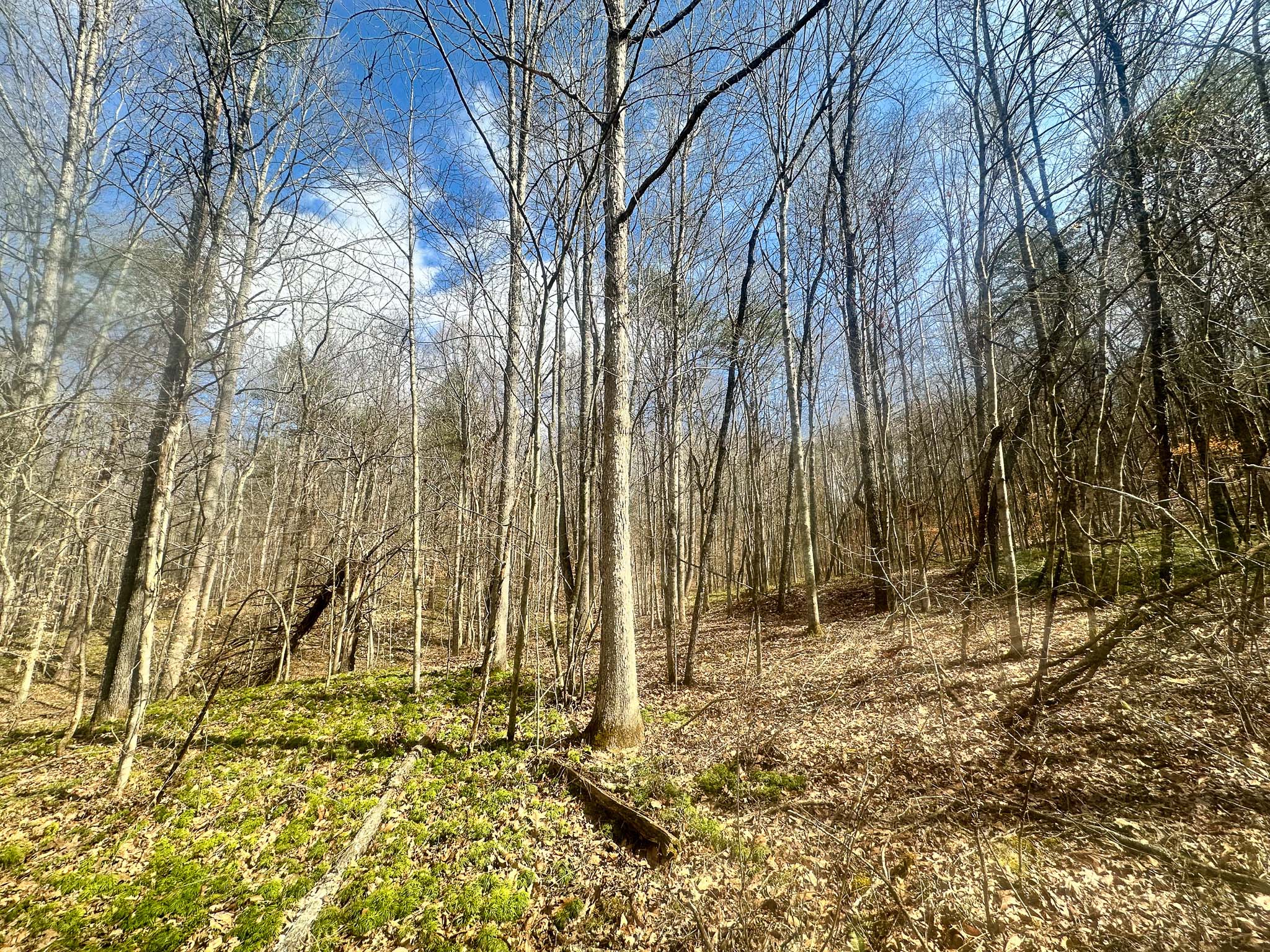 Pine trees along rural acreage