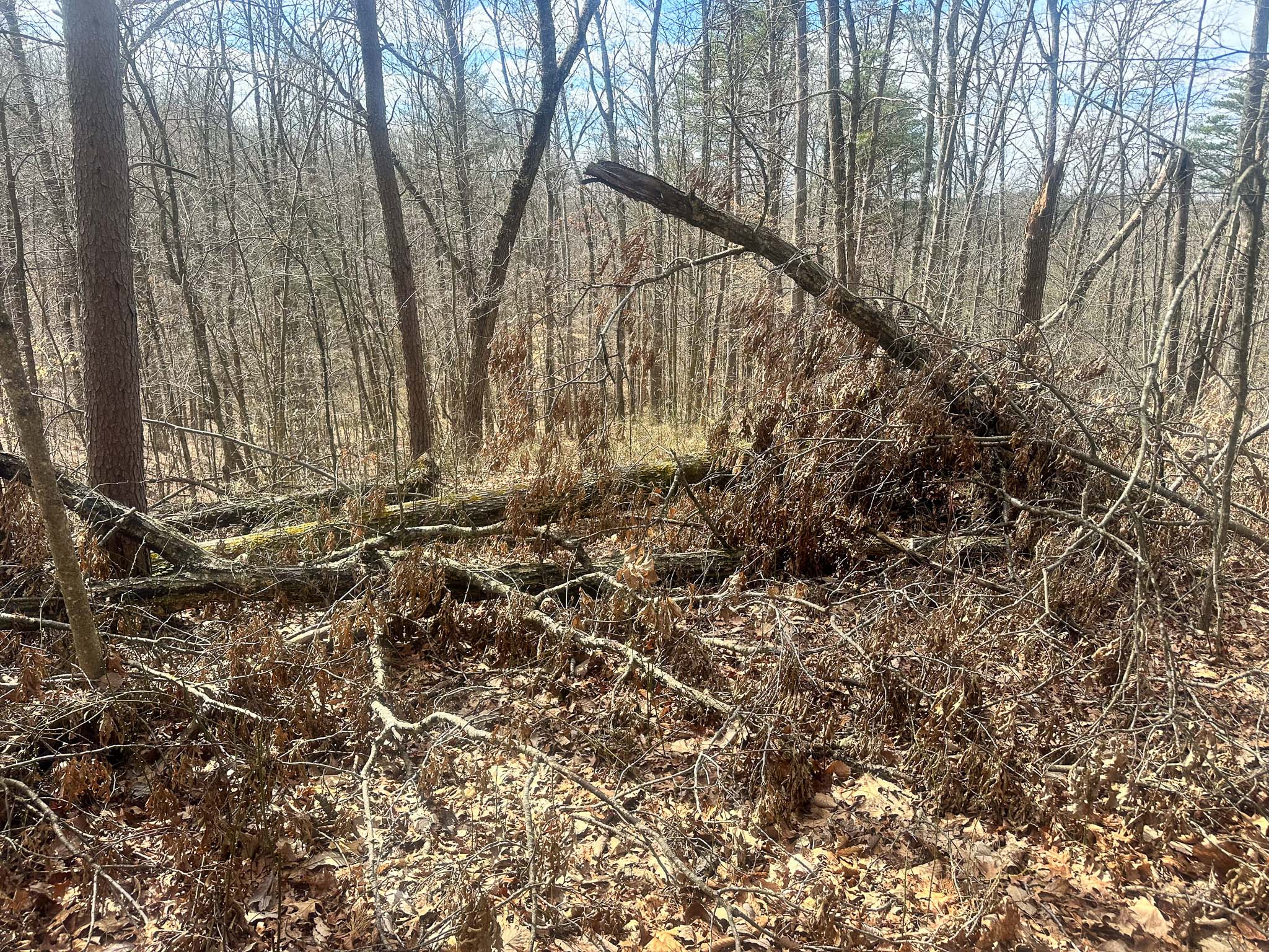 Direct border with Wayne National Forest