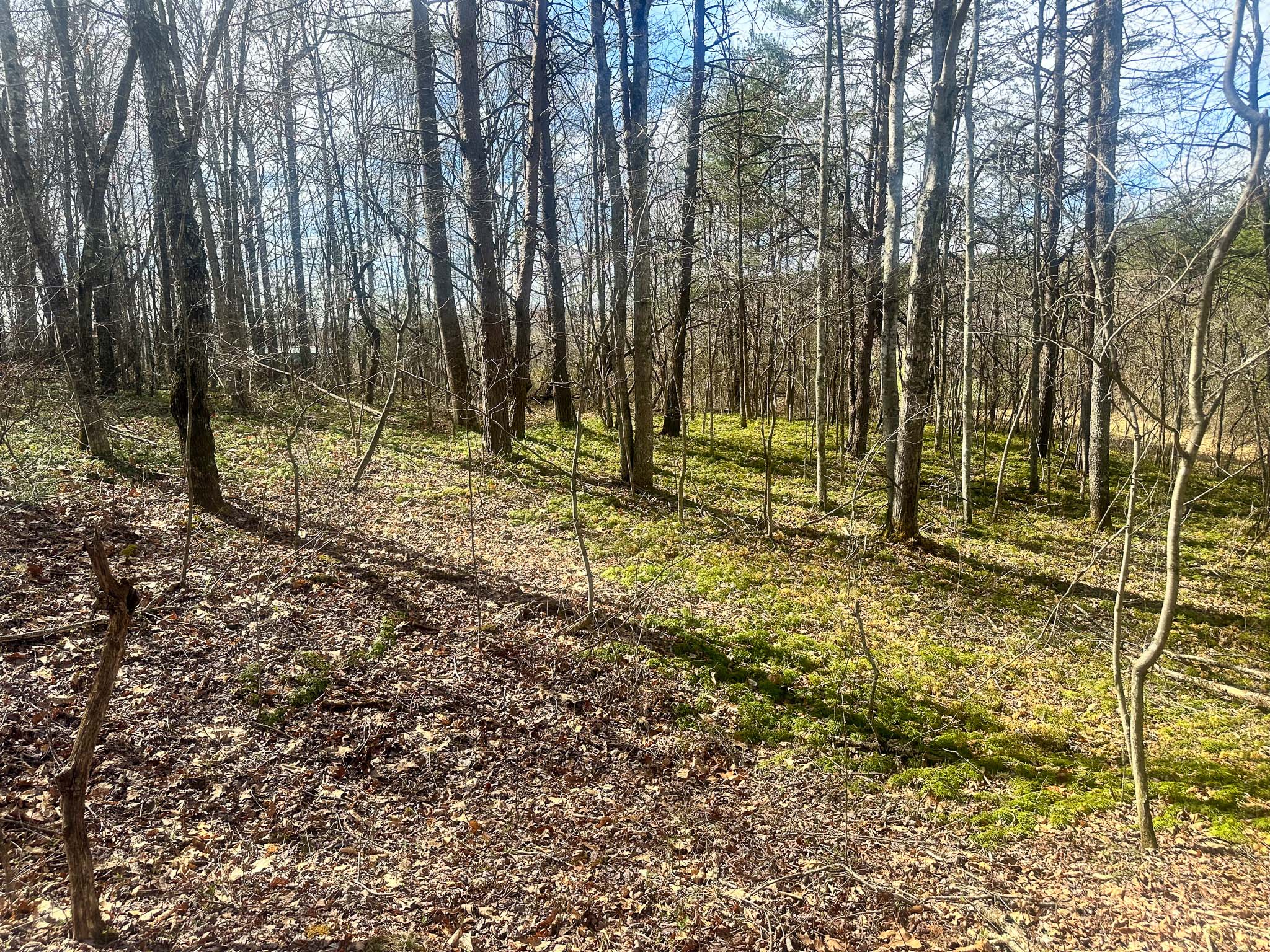Timber and trail access on property