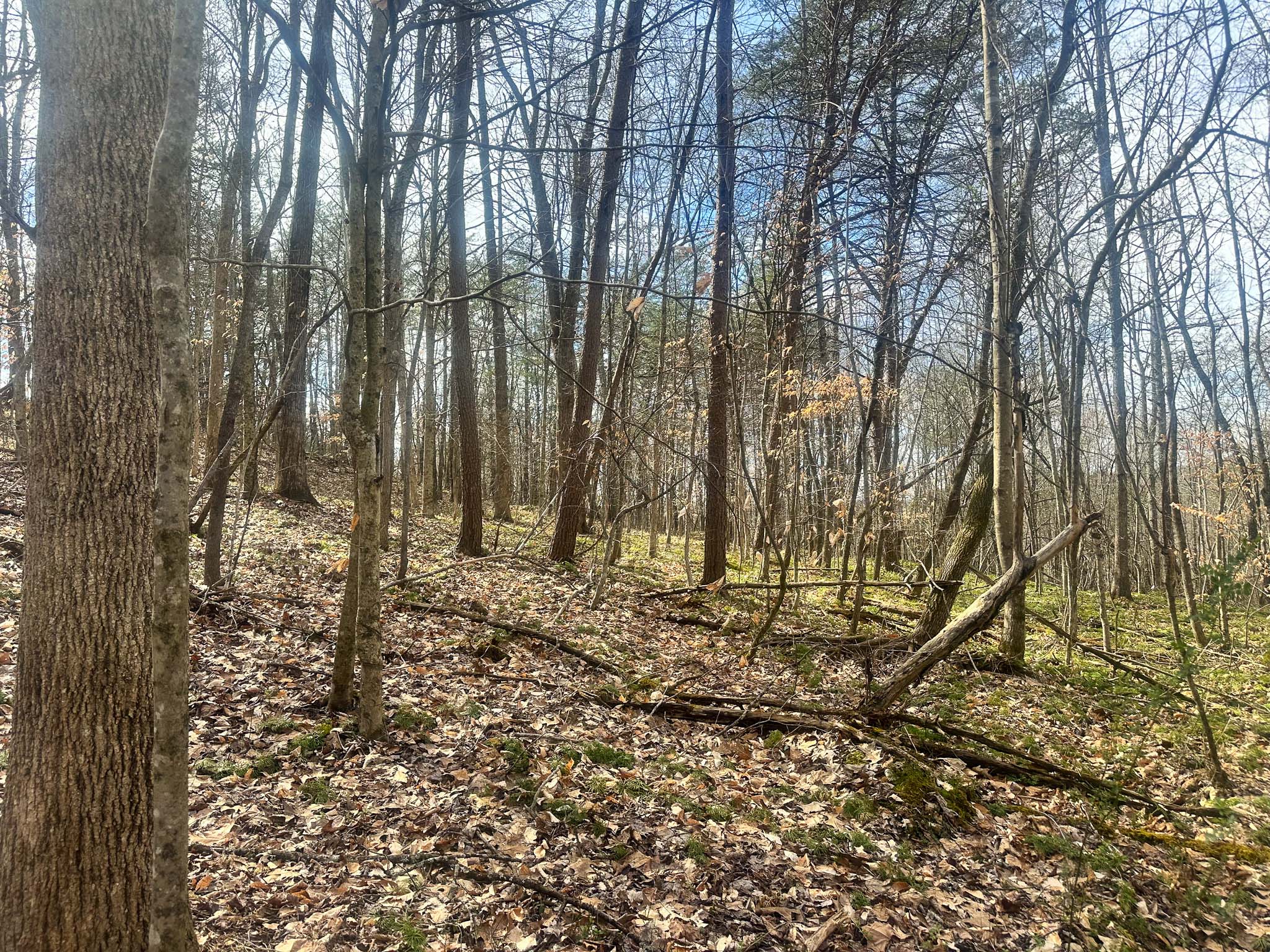 Secluded build site in wooded surroundings