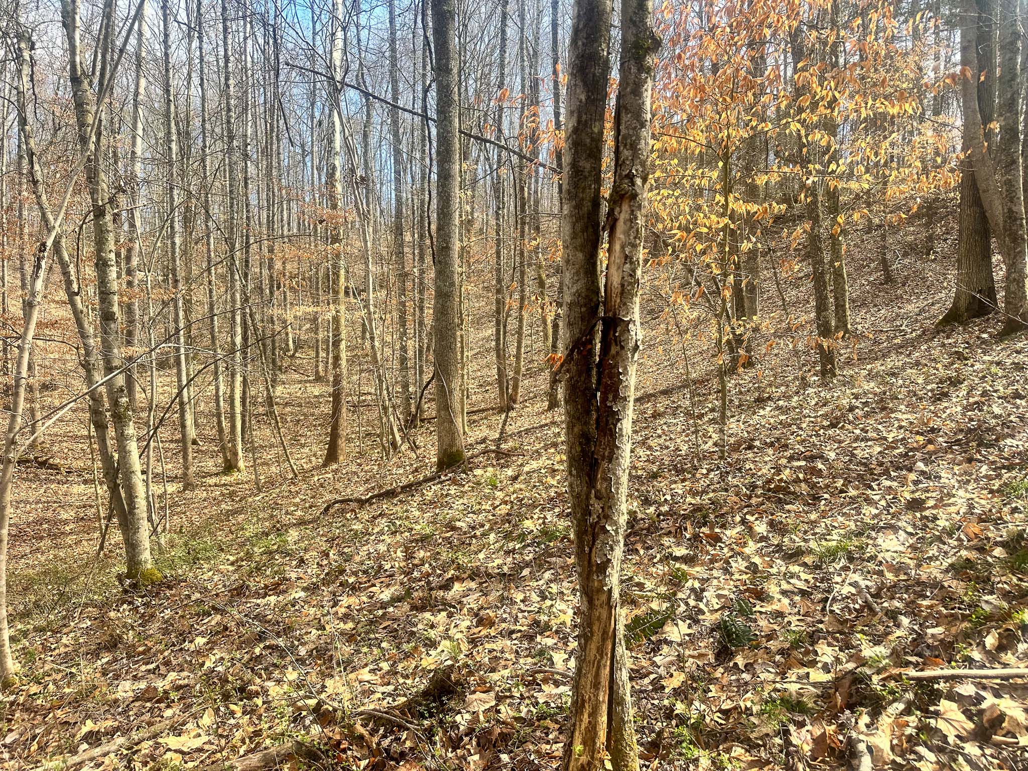 Cabin site with nearby utility access