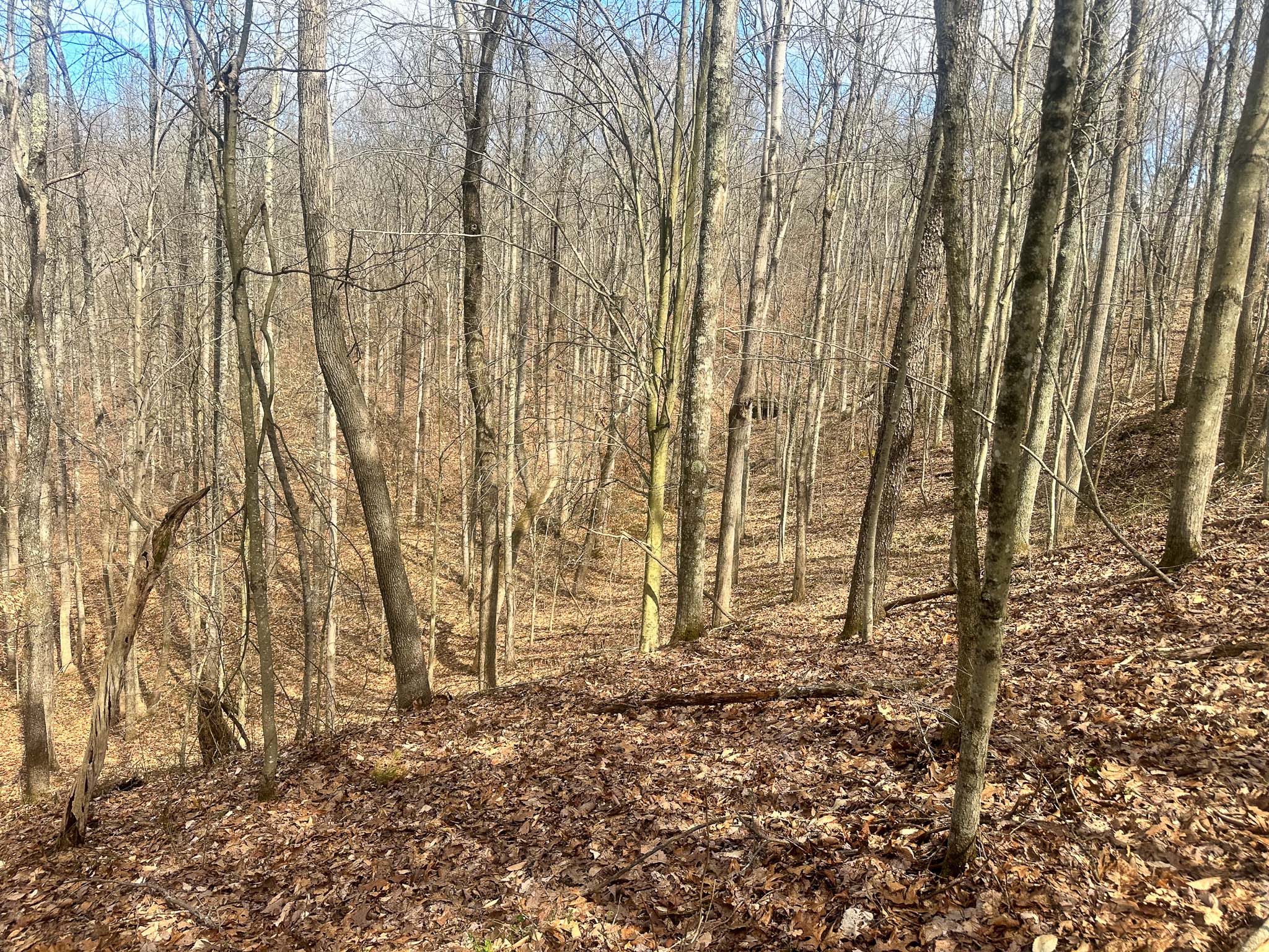 Rural tract with cabin and tree cover