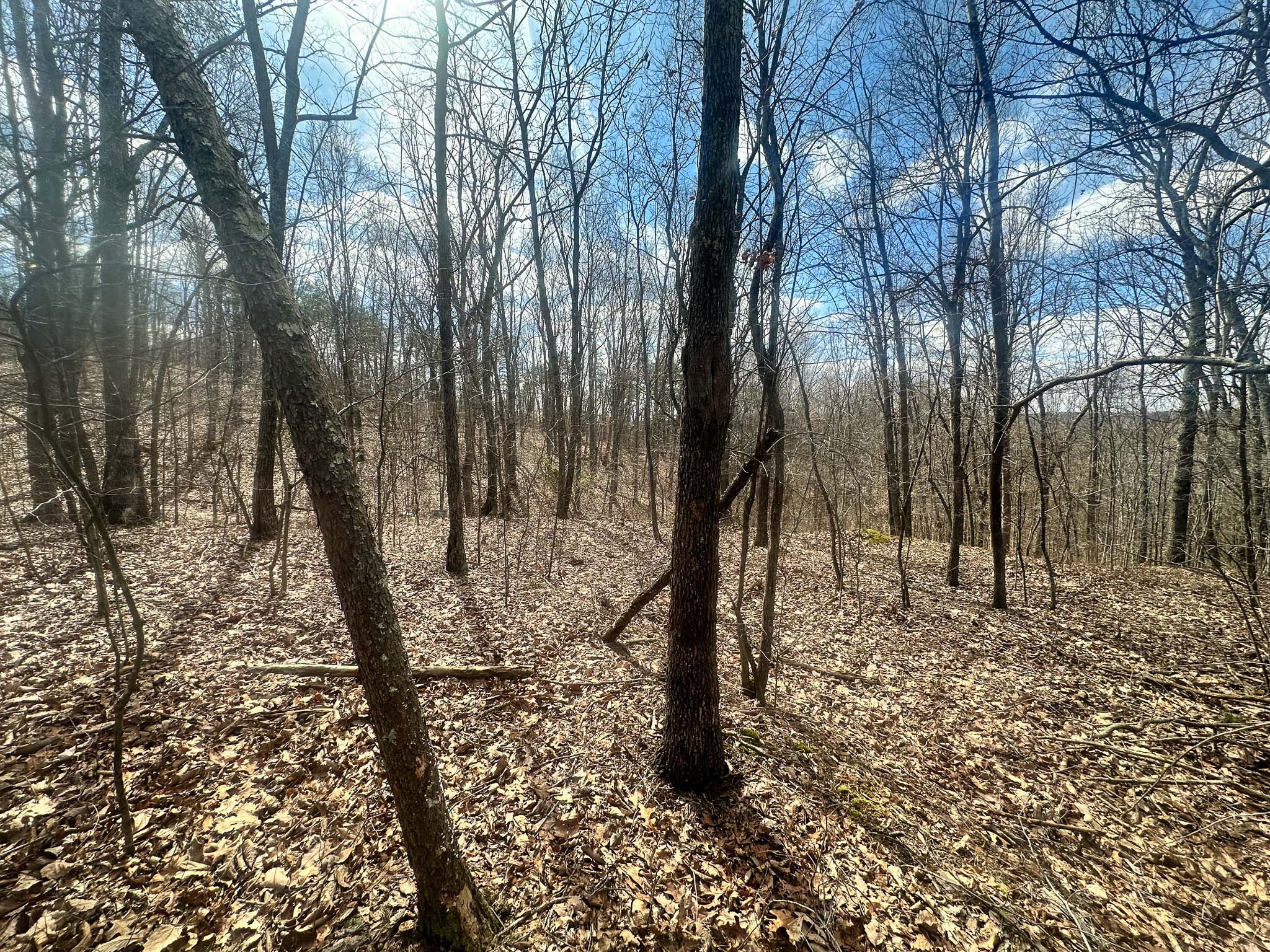 Quiet forest setting near State Route 233
