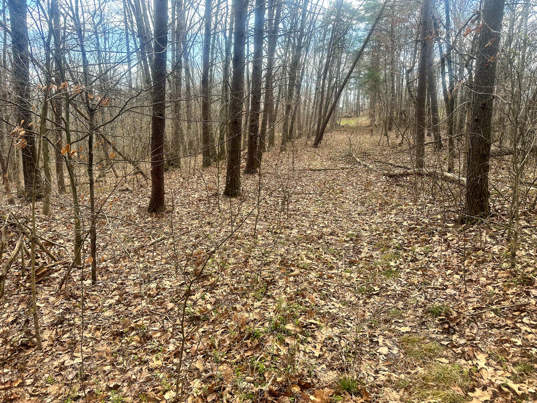 Wooded parcel with hunting potential