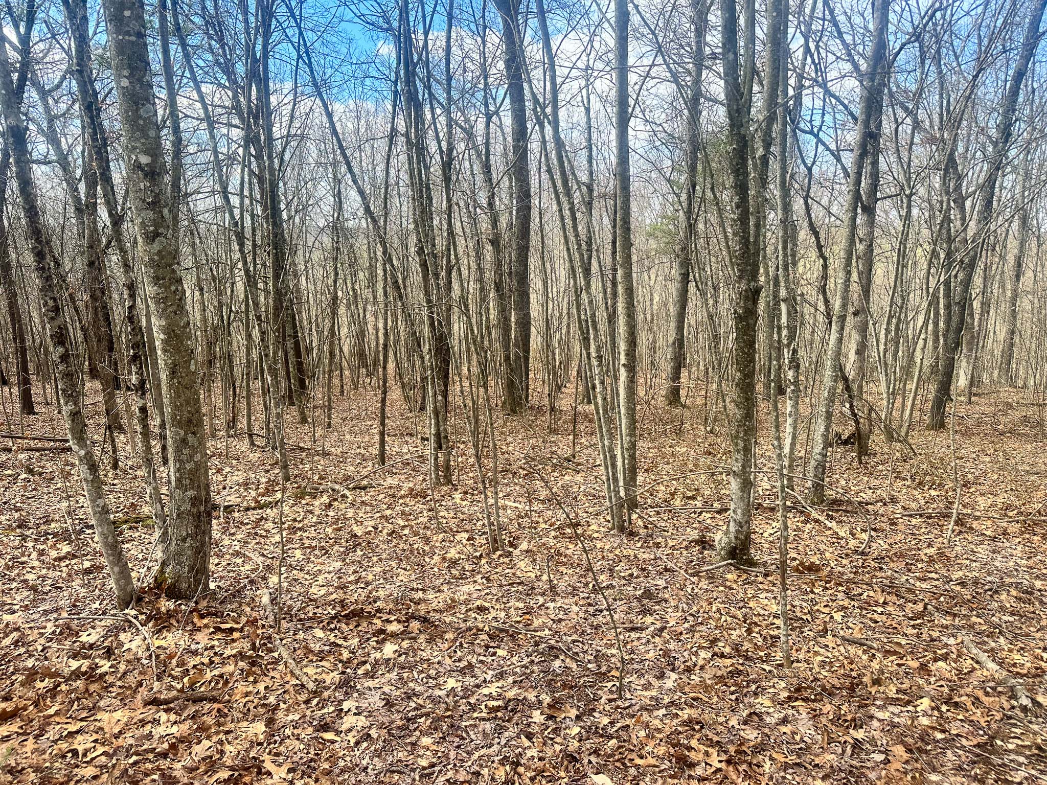 Natural stream corridor through property