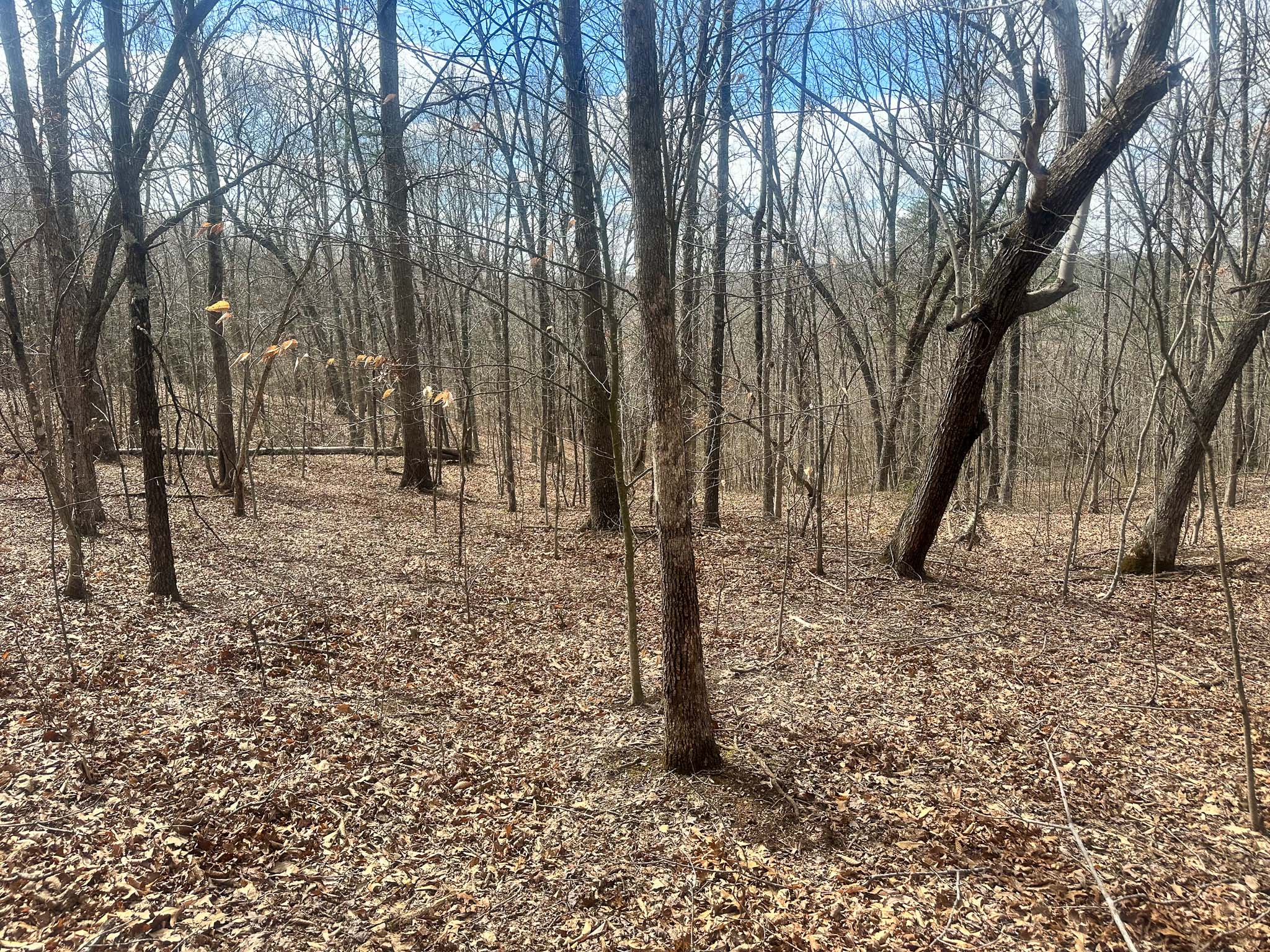Openings within wooded buildable acreage