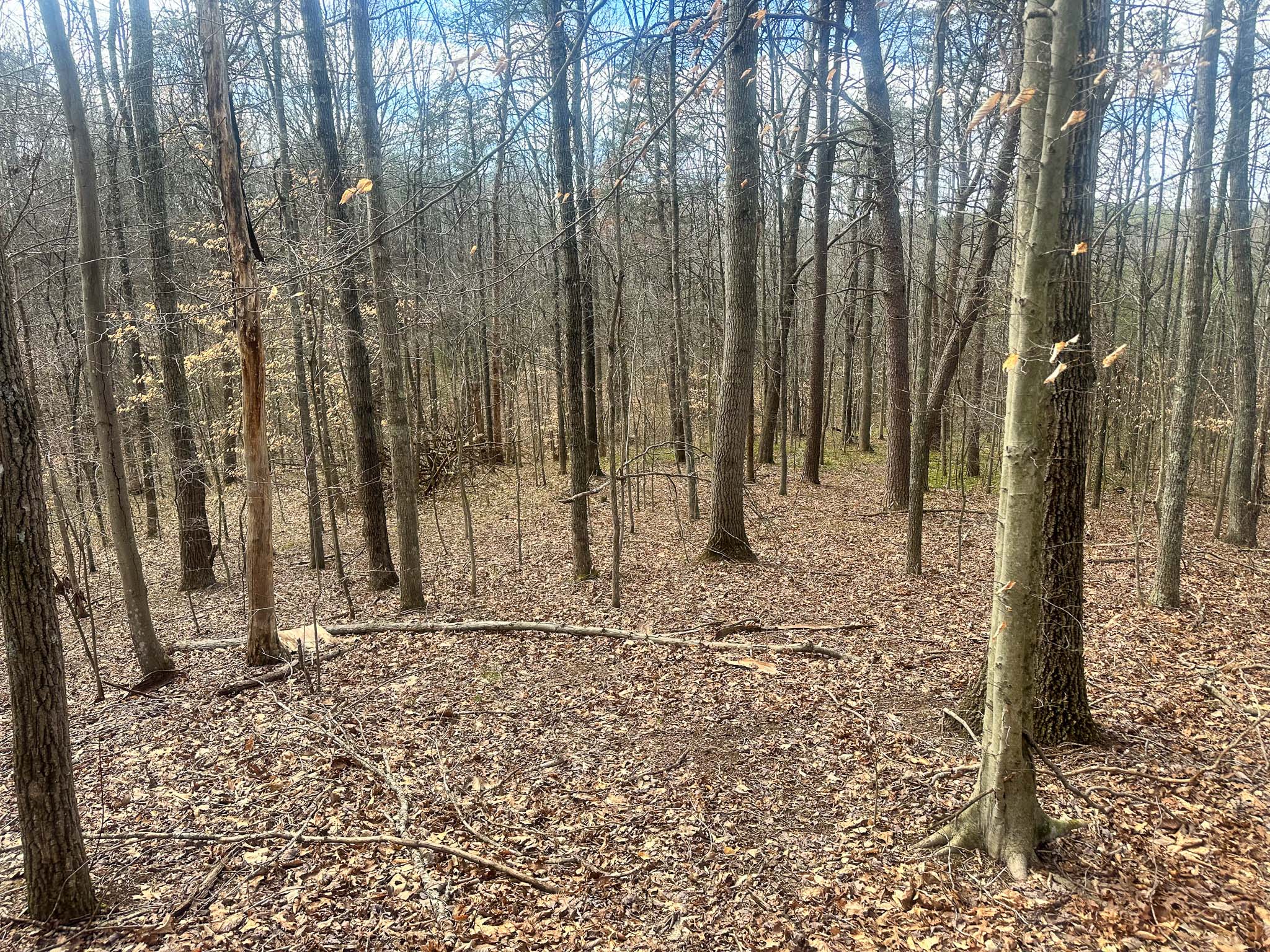 Forest edge beside cabin retreat