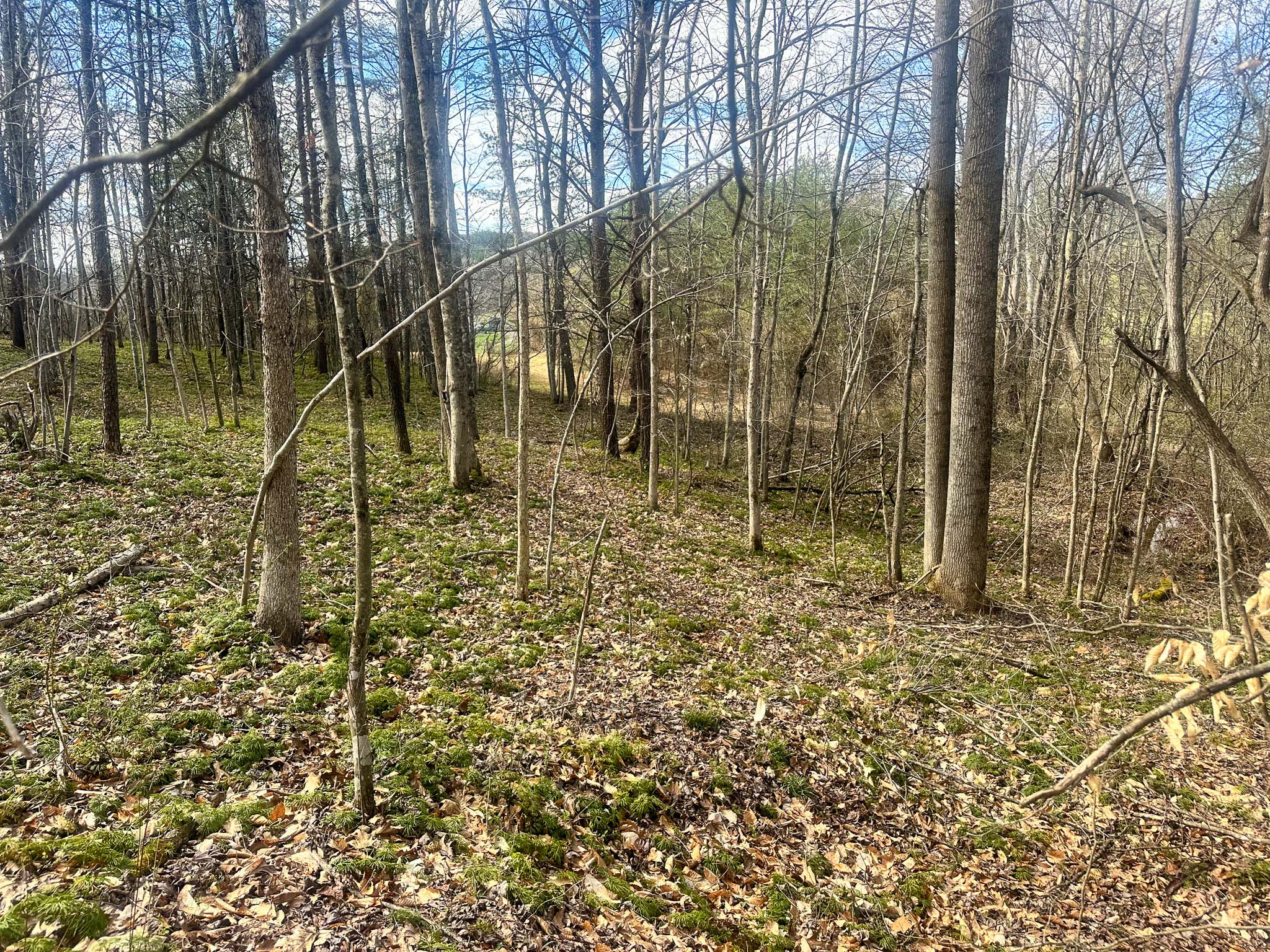 Wooded tract with secluded gathering area