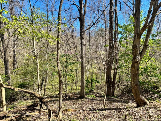 Interior woods with young timber growth