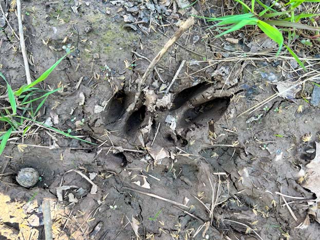 Healthy regenerating timber stand