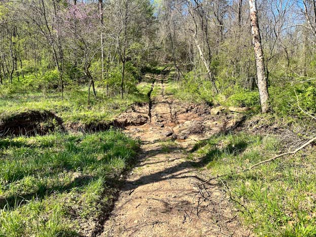 Walnut trees and natural growth area