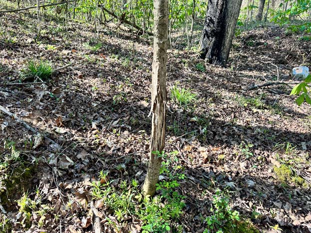 Scenic hollow along northern boundary