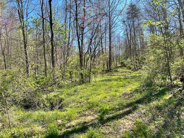 Rolling terrain with mixed hardwoods