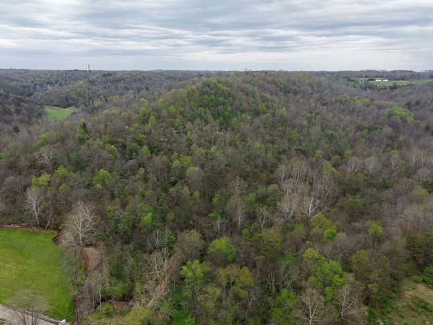 Cleared area for potential building site