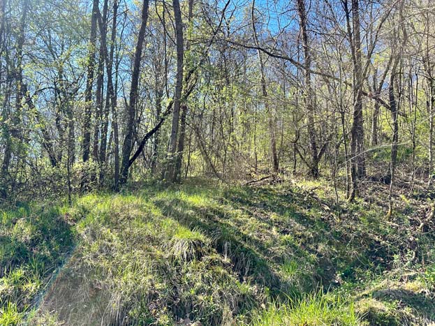 Path through wooded hillside