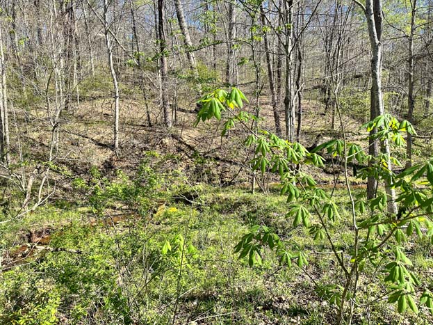 Wooded hunting area with cover