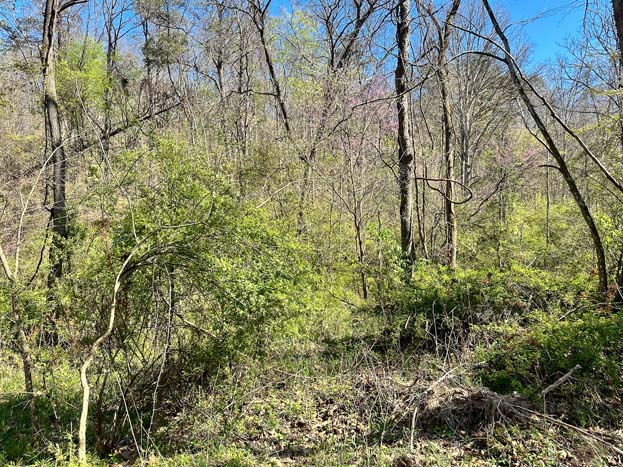 Additional wooded acreage view
