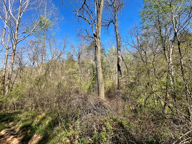 Remote section of property with timber