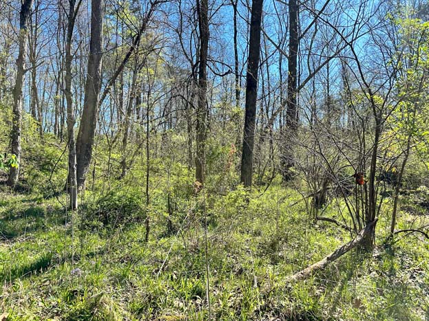 Landscape view of rolling hills and woods
