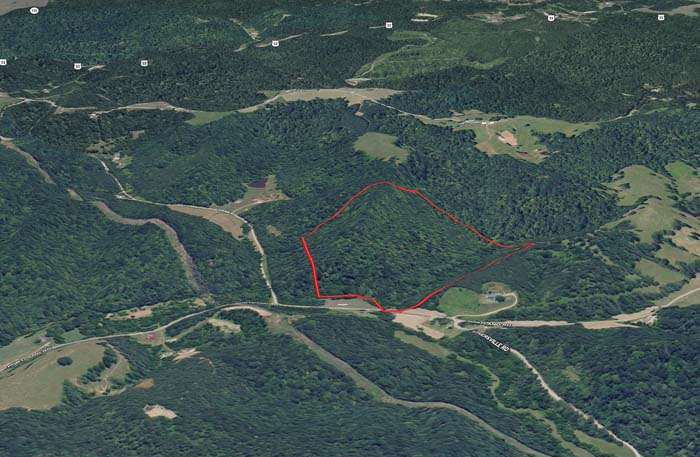 Sunlight filtering through timber canopy